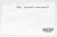 Isariopsis alborosella image